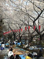 上野恩賜公園の桜 花見