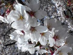 敷島公園の桜花見