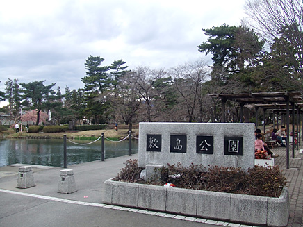 桜開花情報　前橋敷島公園　2007
