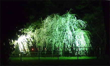 敷島公園ライトアップ桜