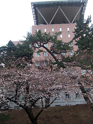 敷島公園　桜
