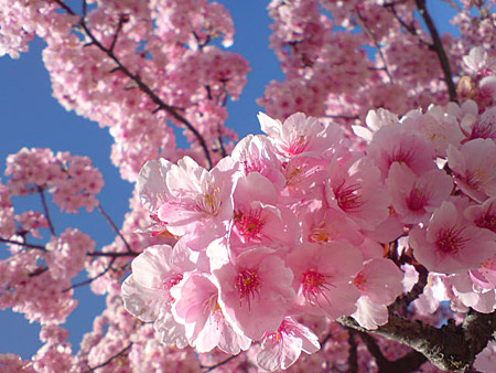 桜の名所　敷島公園桜情報
