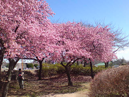 桜の名所　敷島公園桜情報