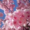 敷島公園の河津桜